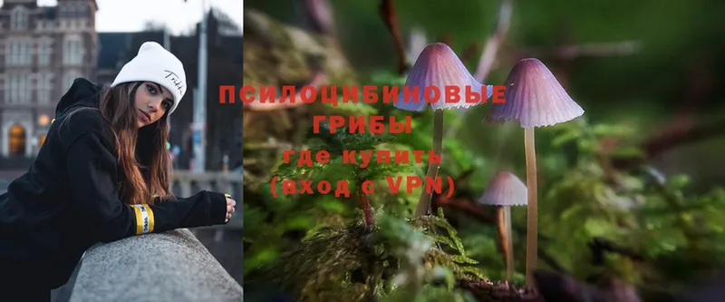 Галлюциногенные грибы Psilocybe  Спас-Клепики 